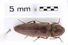 Foto (Dorsalansicht) von Melanotus habaensis (Platia, 2007) (NHMW-ZOO-COL-0007641)